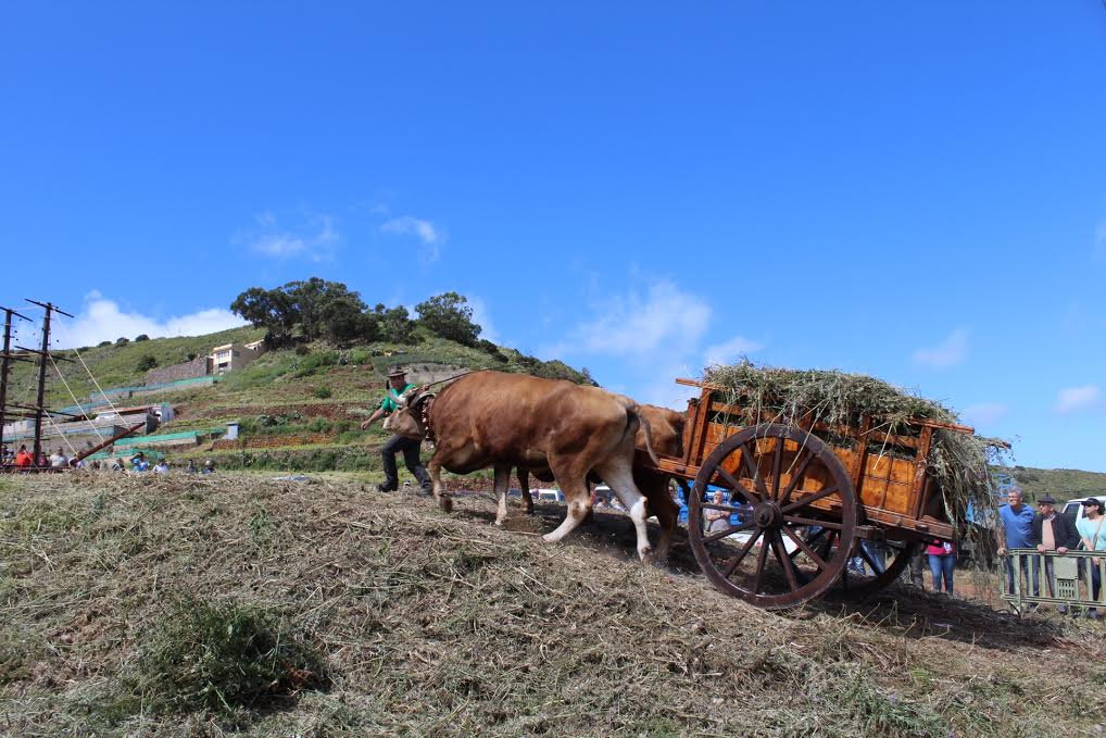 Guayero dirigiendo a unas vacas.
